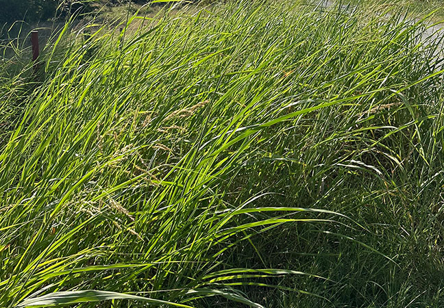 Johnson grass