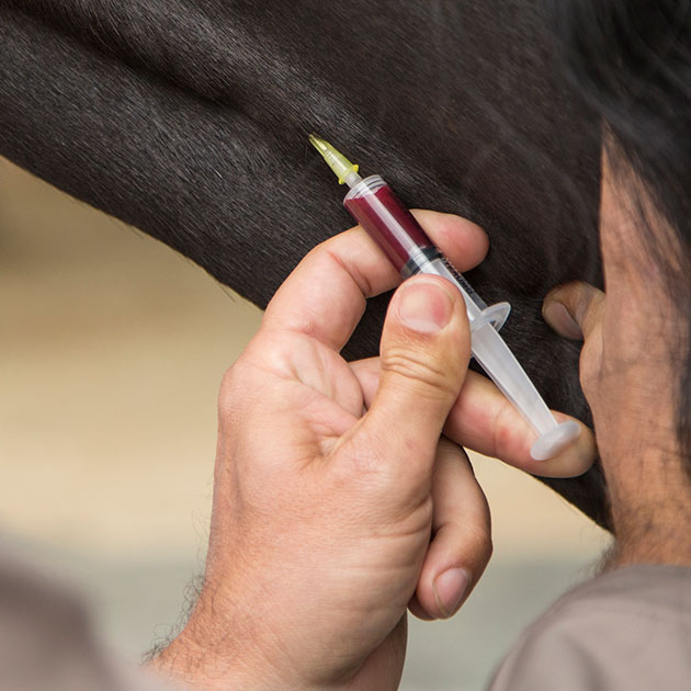 equine wellness exam