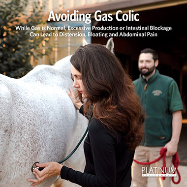 Avoiding Gas Colic in Horses