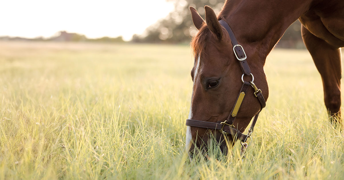 Horse grazing in a pasture