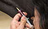 equine blood work