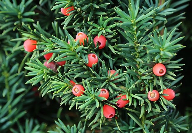 Yew