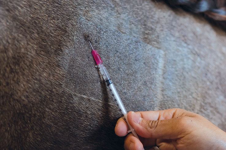 equine allergy injection